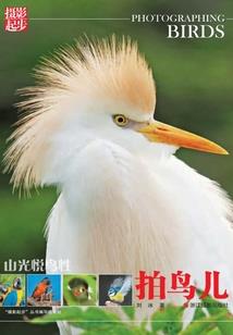 月明星稀风花梦